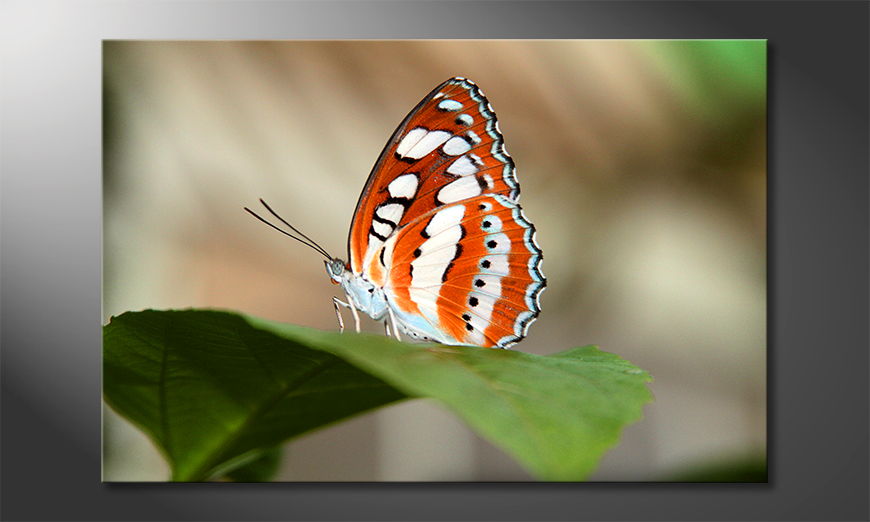Art-print-Orange-Butterfly