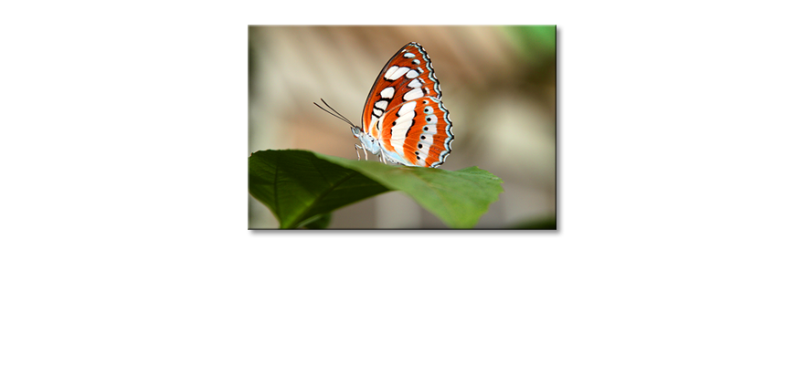 Art-print-Orange-Butterfly