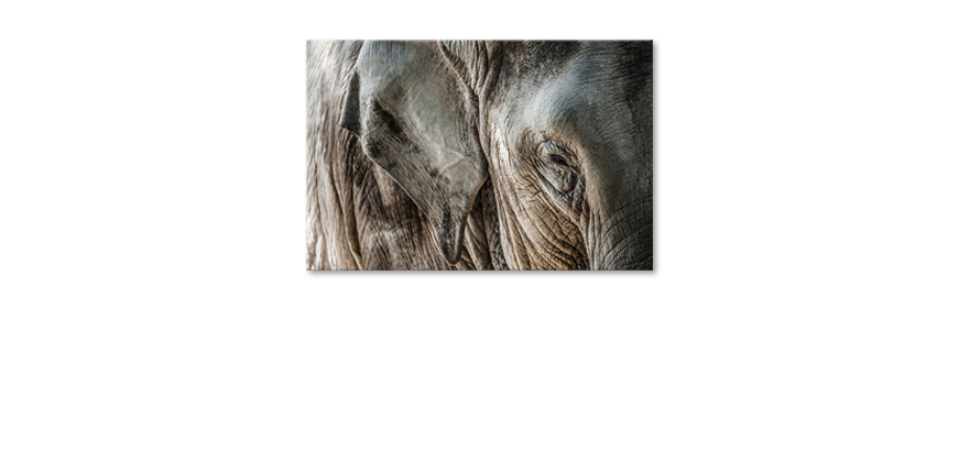 Canvas-print-Eye-of-Elephant