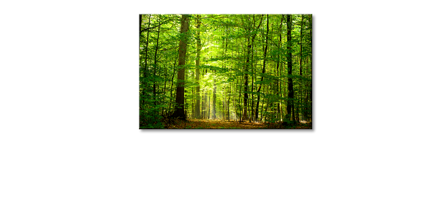 Canvas-print-Into-the-Forest