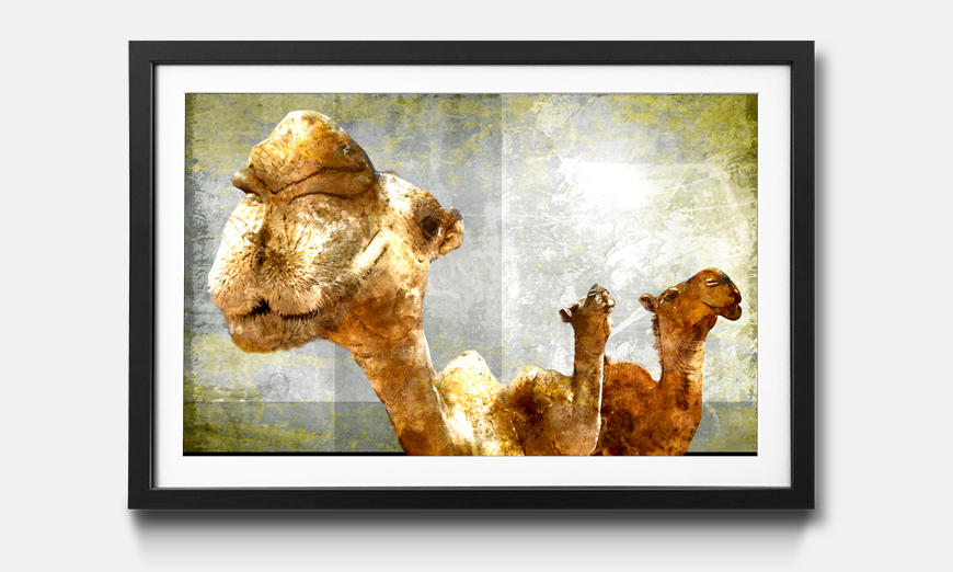 Framed picture Camel Gang