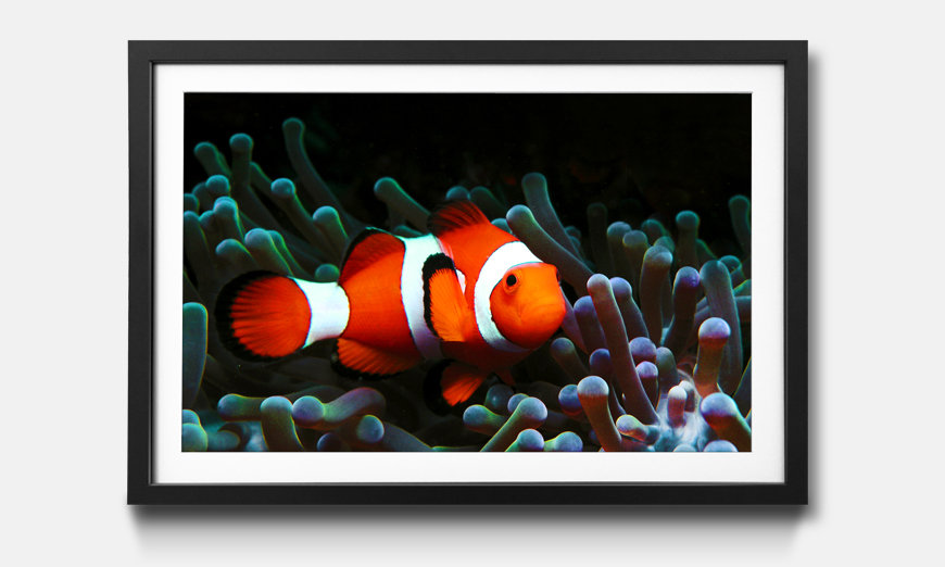 Framed wall art Nemo