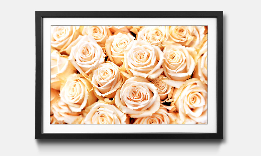 The framed art print Creamy Roses