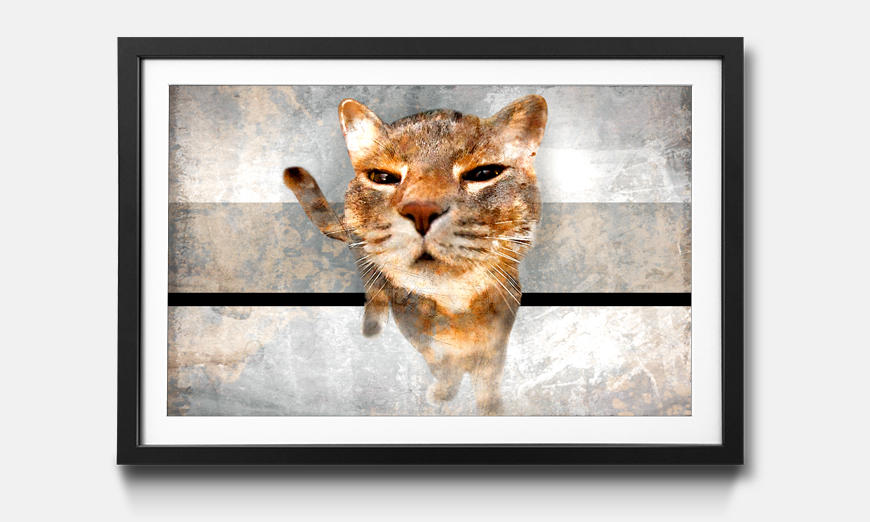 The framed art print Smooth Cat