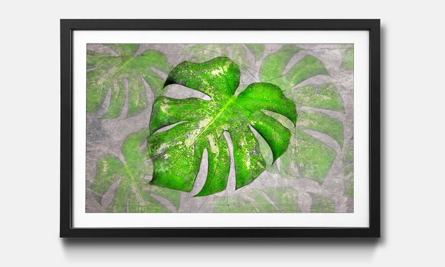 The framed picture Big Monstera