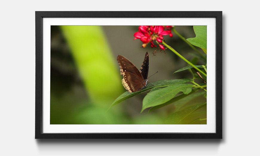 The framed picture Brown Butterfly
