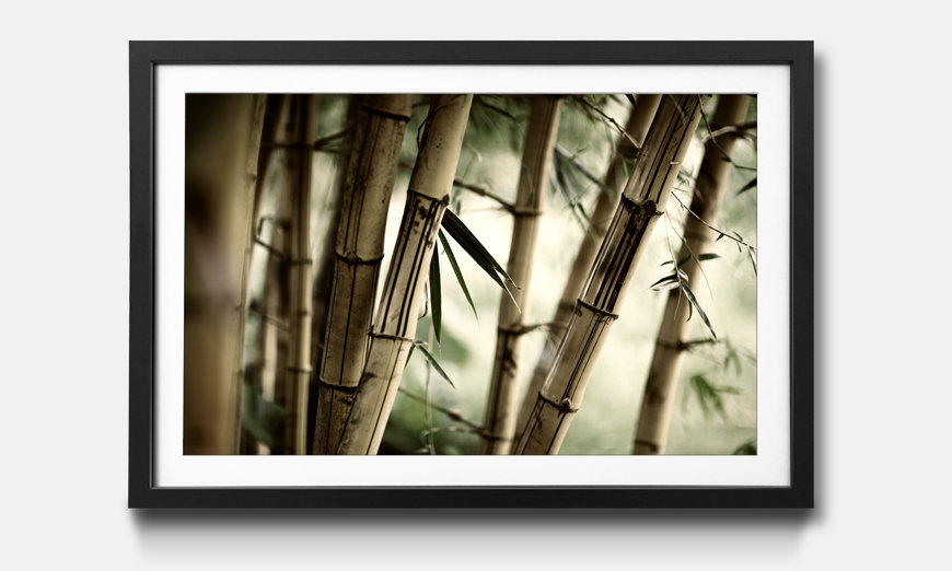 The framed print Bamboo Forest