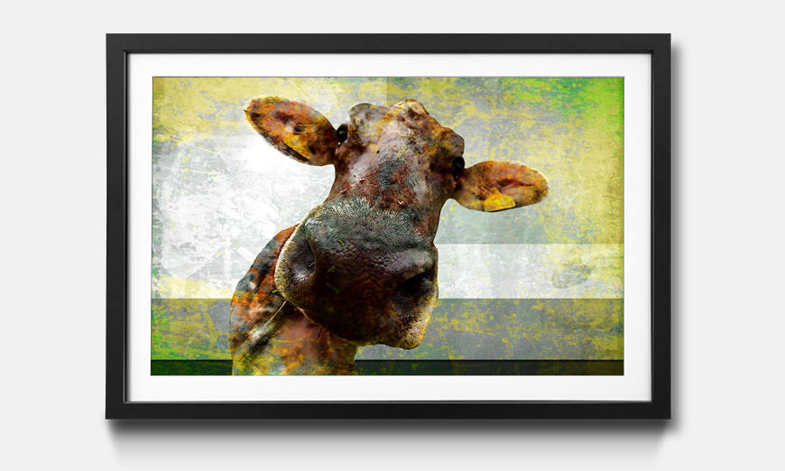 The framed print Cow Nose