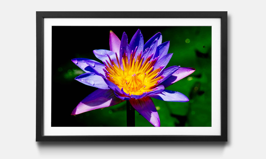 The framed print Nymphaea