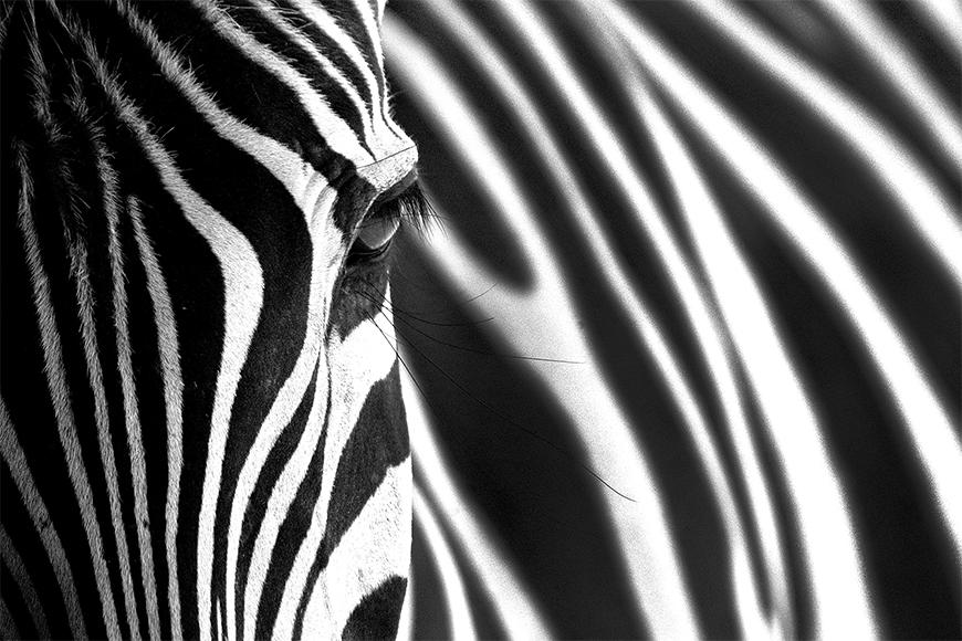 Photo wallpaper Animal Stripes