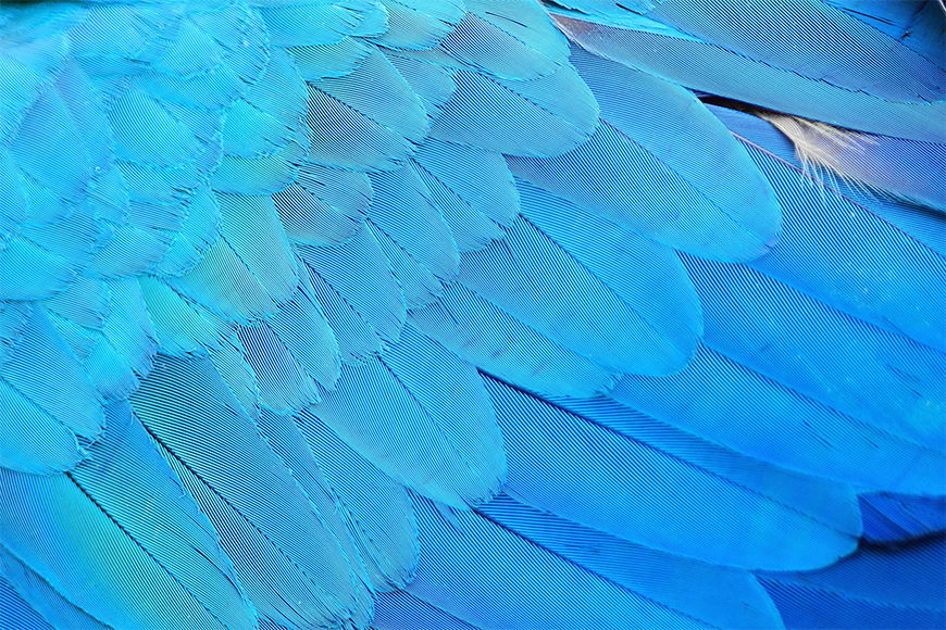 Photo wallpaper Soft feathers from 120x80cm