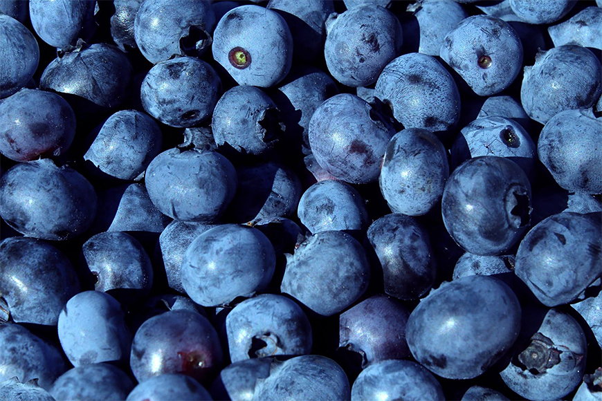Wallpaper Blueberry from 120x80cm