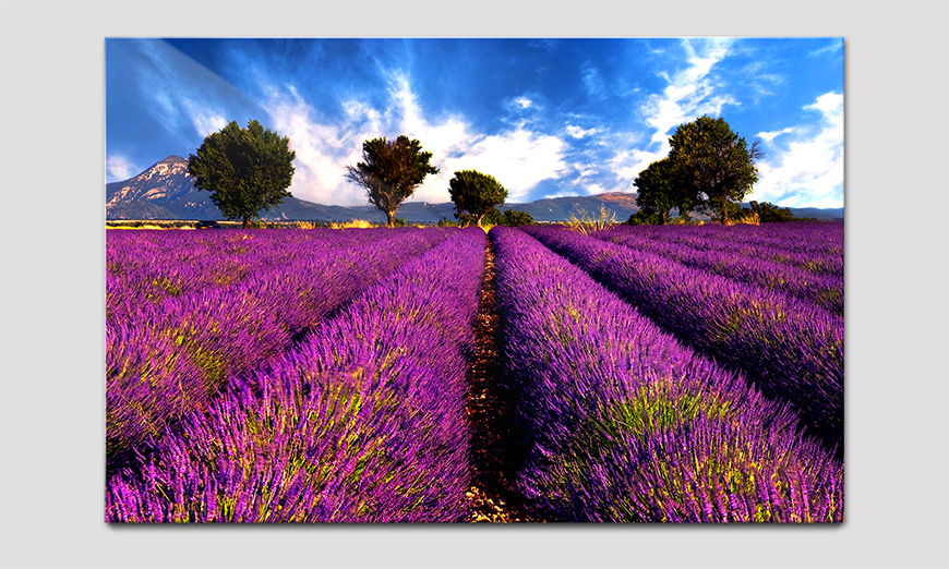 Our acrylic glass picture Lavender
